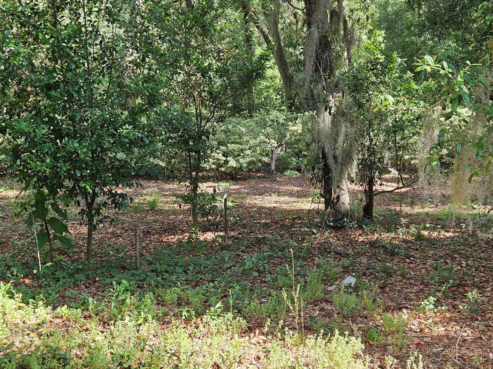 BURNSED RD, PIERSON, FL, 32180