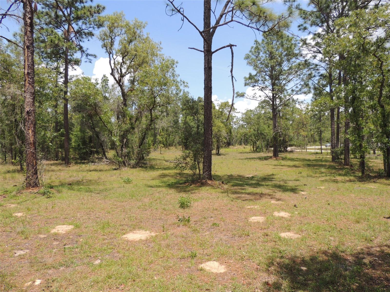 250 NE 131ST AVE, WILLISTON, FL, 32696