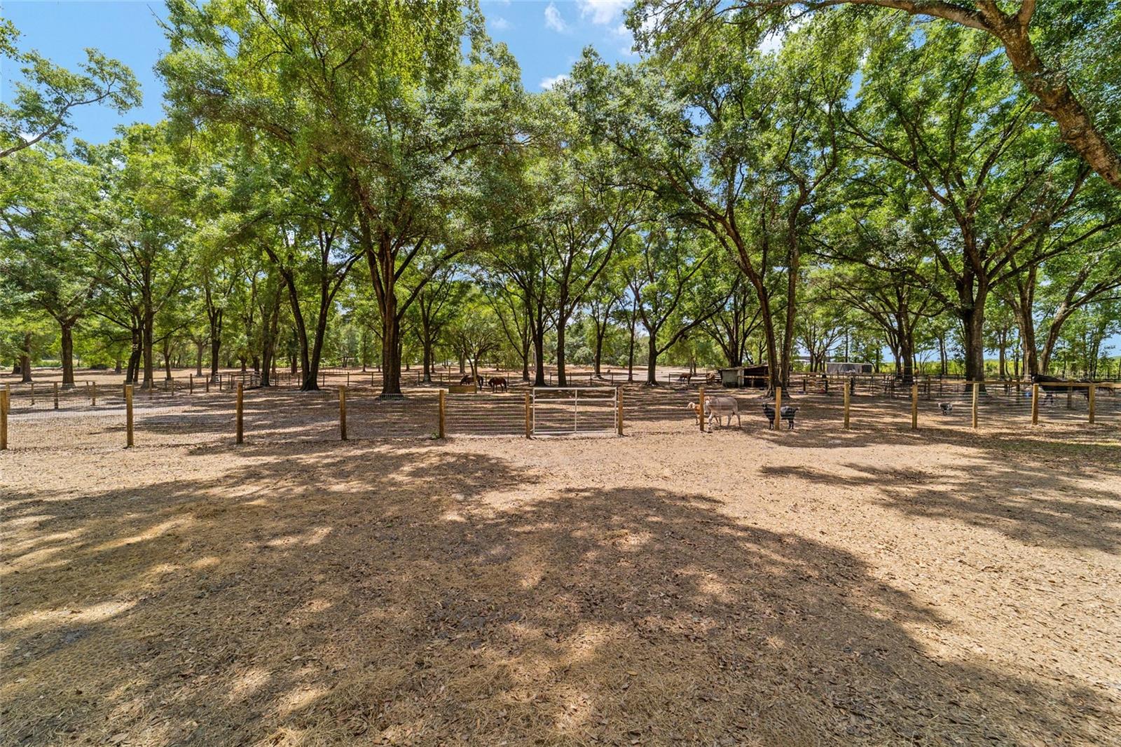 19551 SE 42ND PL, MORRISTON, FL, 32668