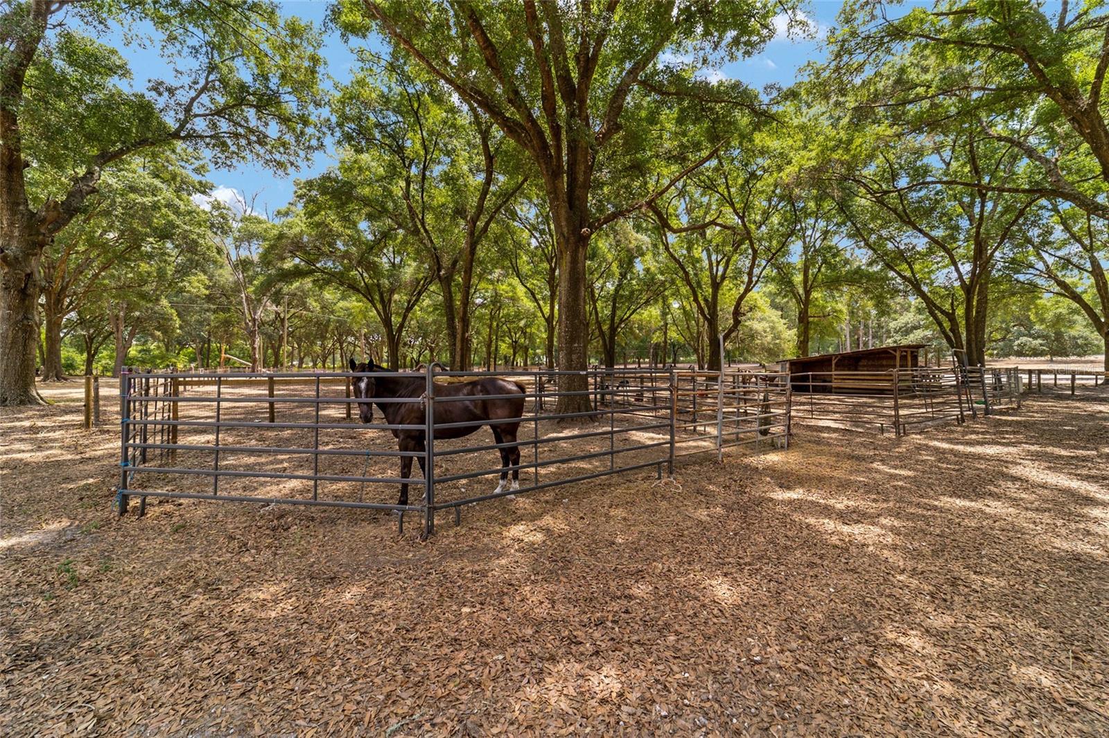 19551 SE 42ND PL, MORRISTON, FL, 32668