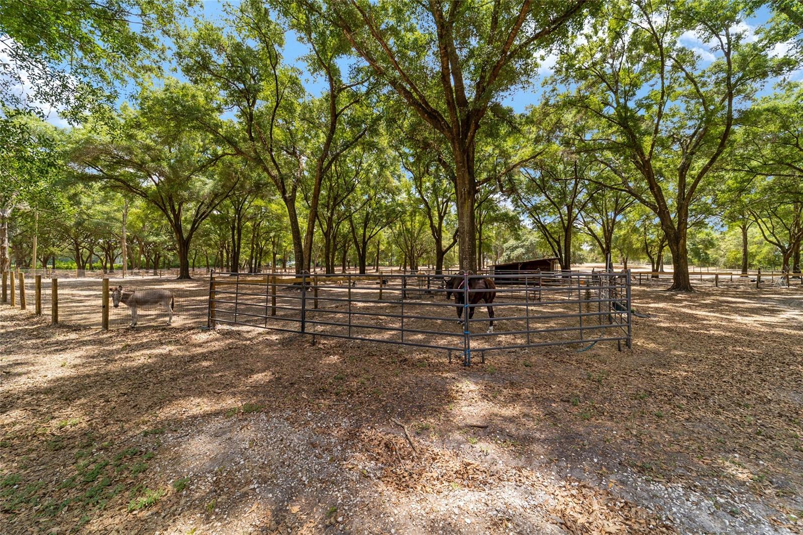19551 SE 42ND PL, MORRISTON, FL, 32668