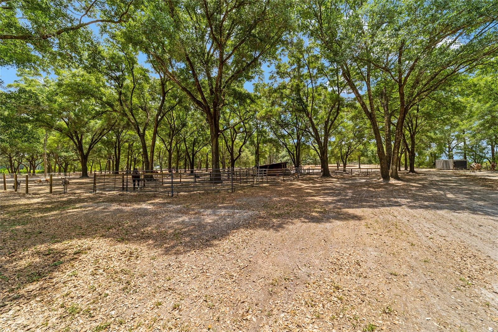19551 SE 42ND PL, MORRISTON, FL, 32668