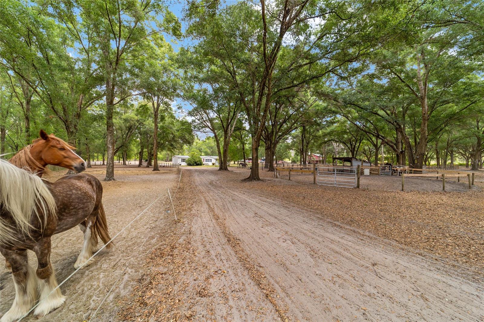 19551 SE 42ND PL, MORRISTON, FL, 32668
