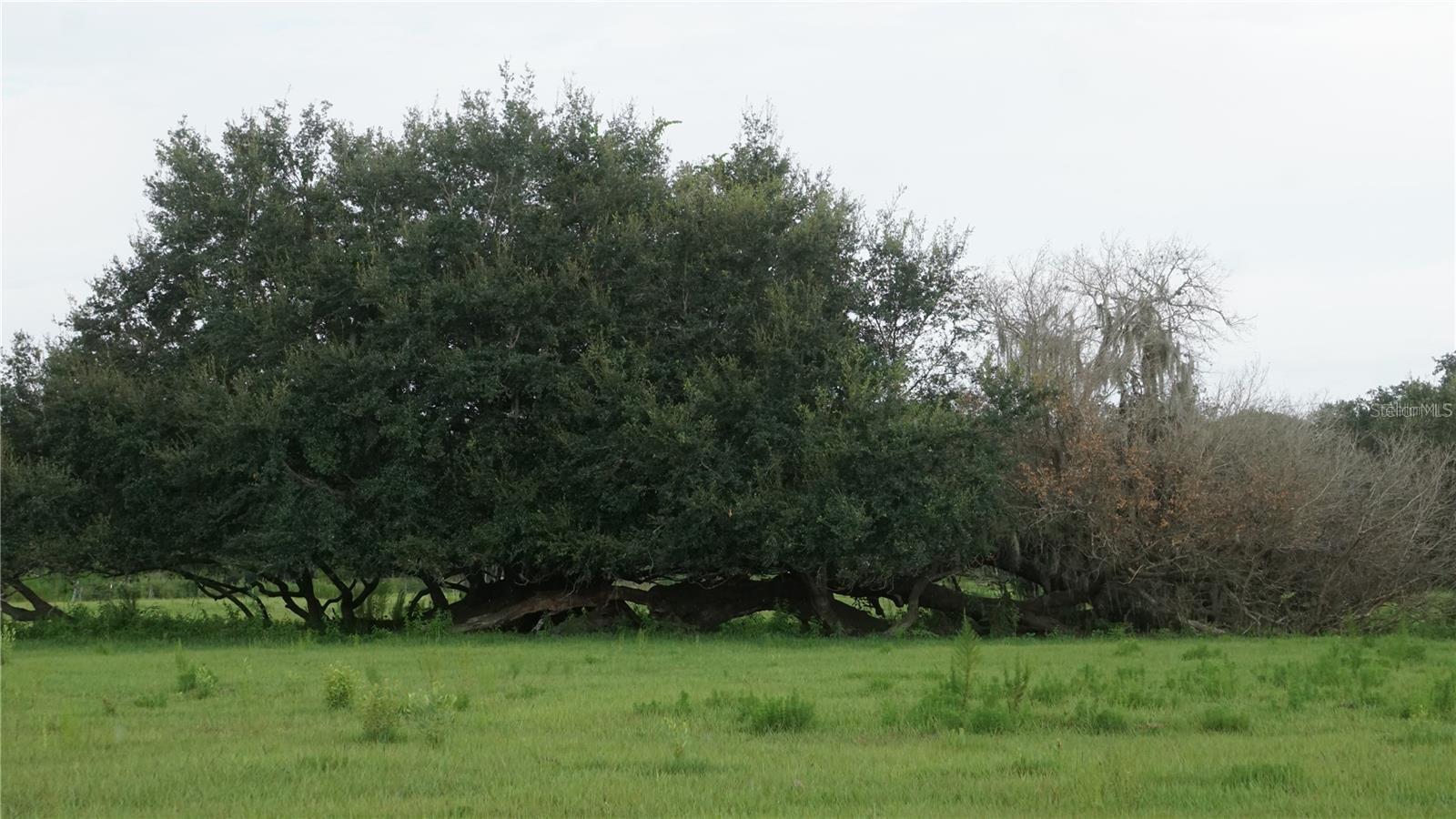 DURANT RD, DOVER, FL, 33527