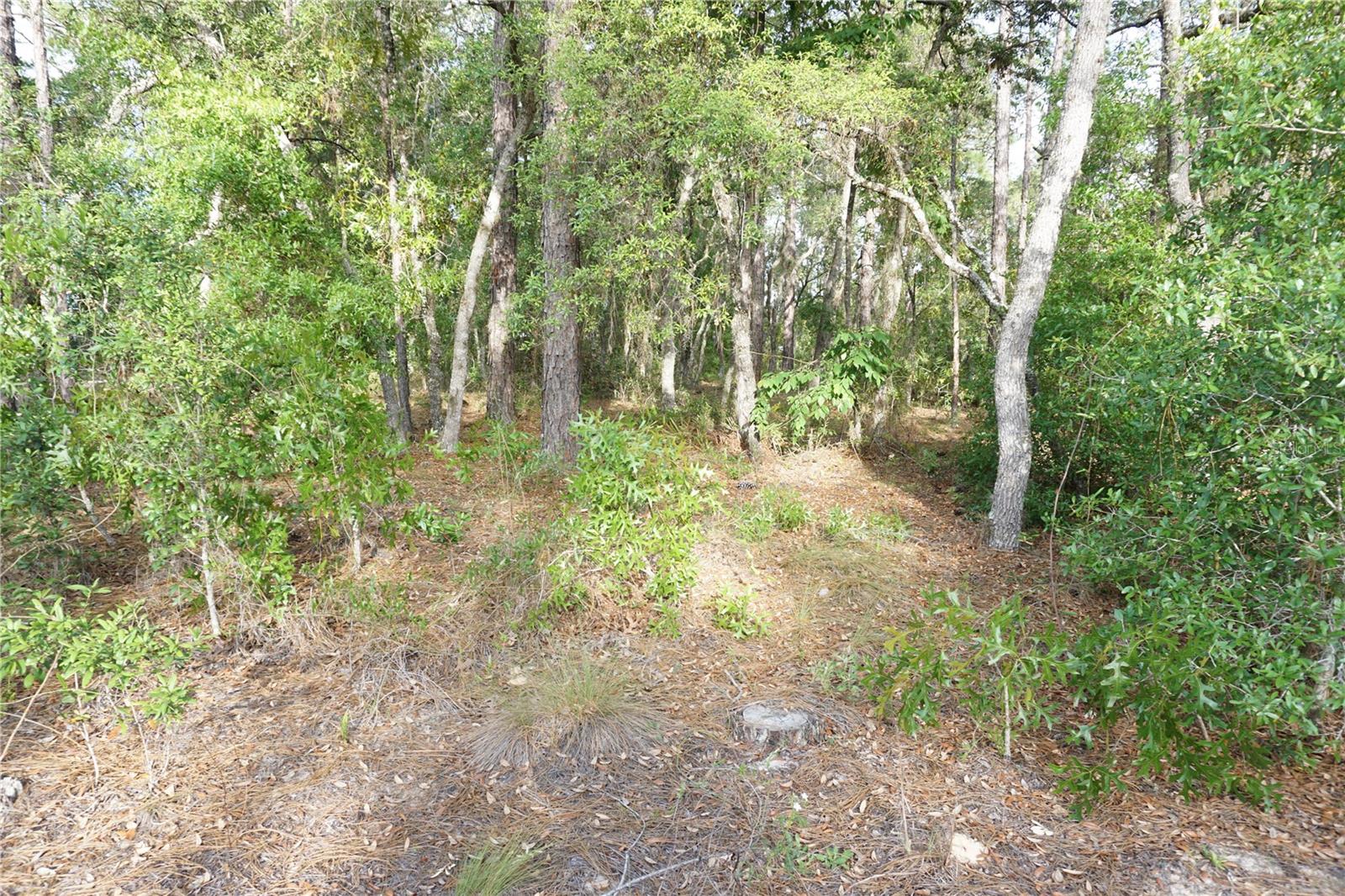 00 (TBD) SW 135 TERRACE RD, DUNNELLON, FL, 34432