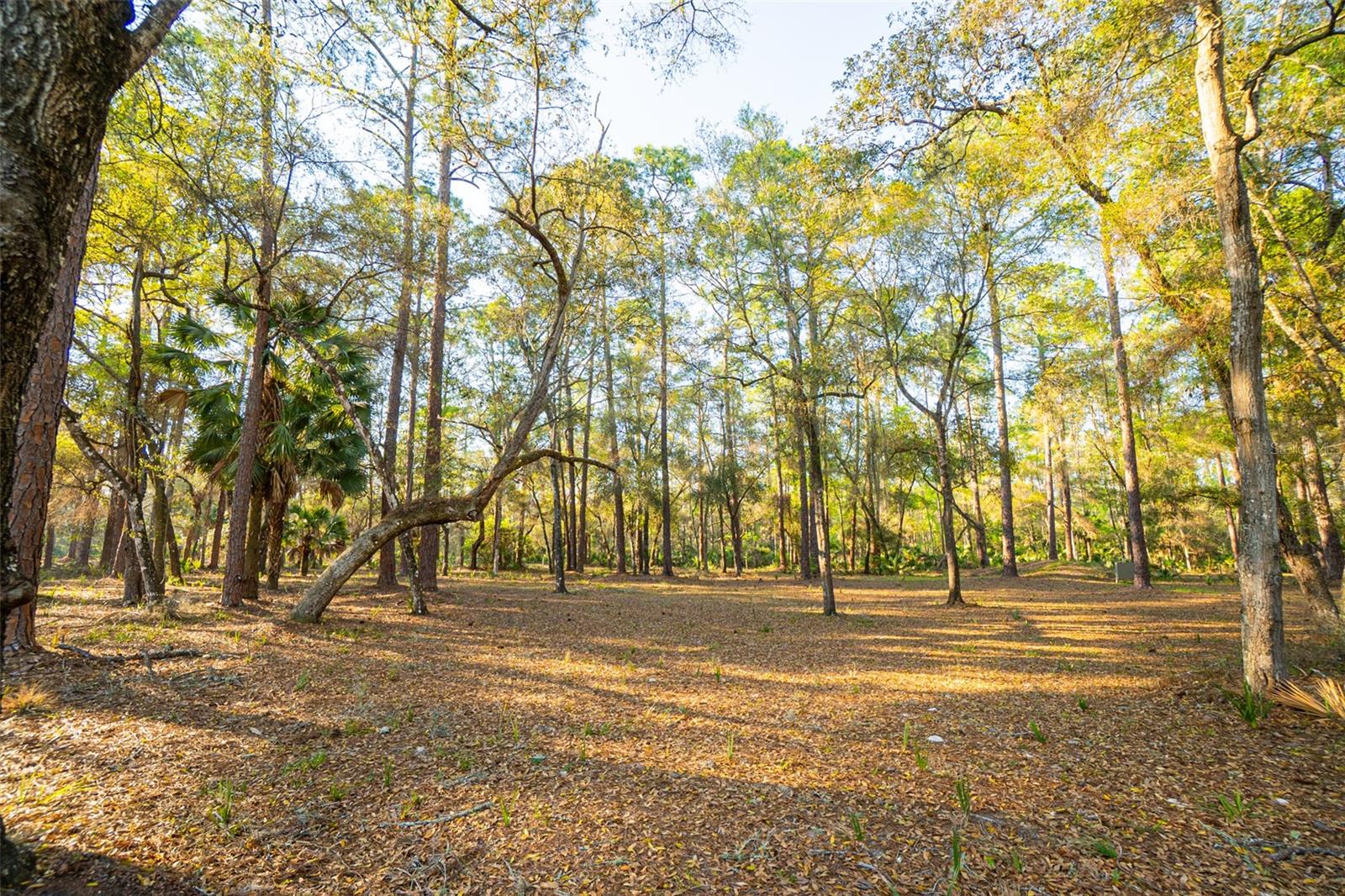 8600 NE 147TH AVENUE RD, SILVER SPRINGS, FL, 34488
