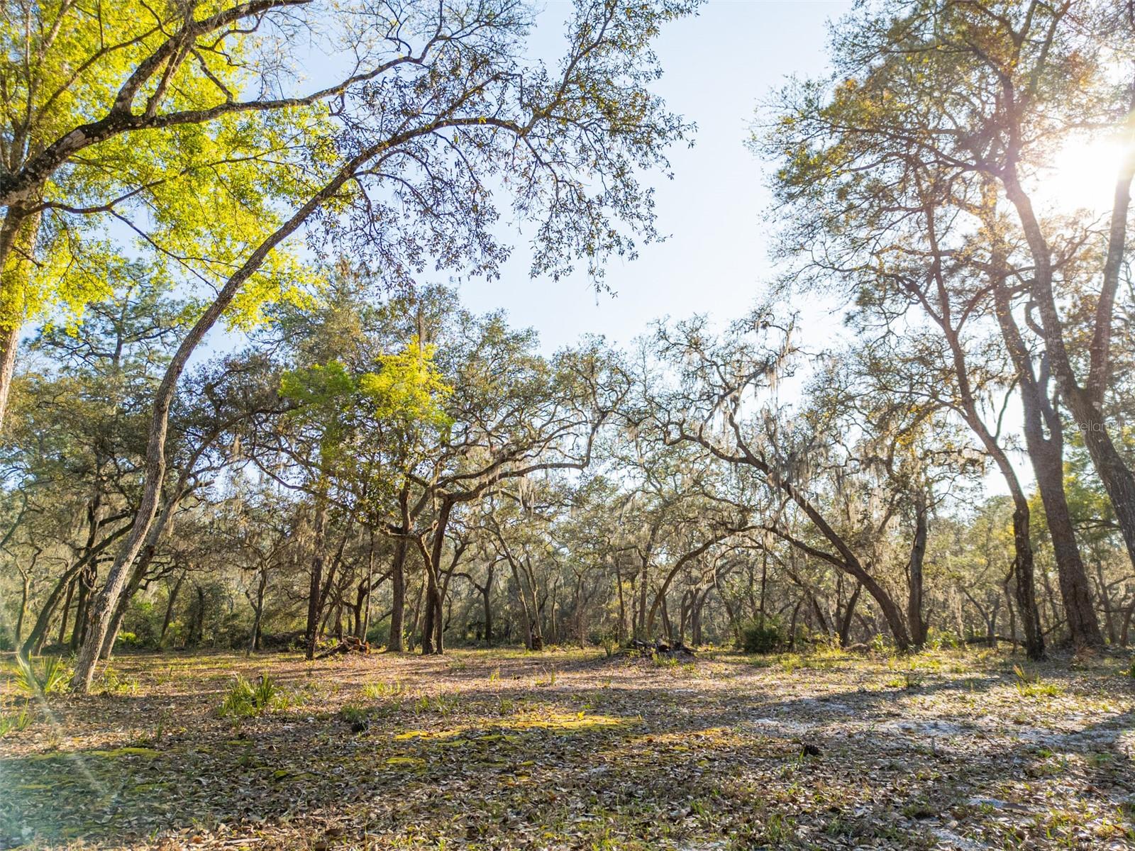 8600 NE 147TH AVENUE RD, SILVER SPRINGS, FL, 34488