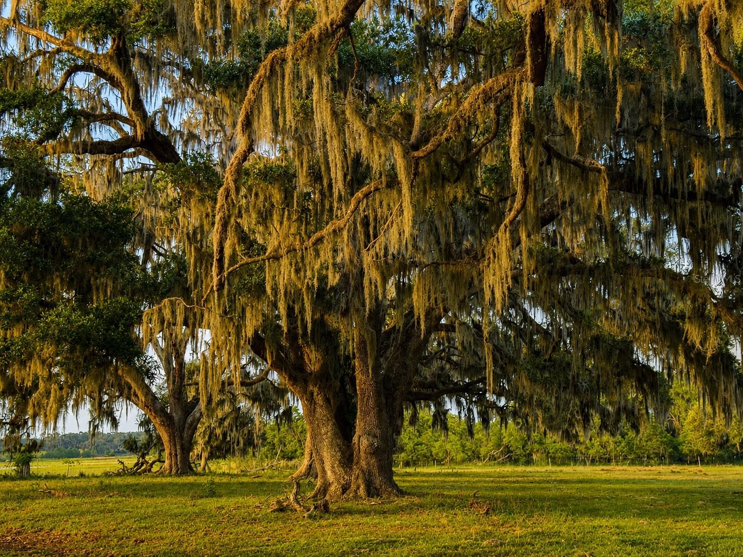 MONDON HILL RD, BROOKSVILLE, FL, 34601