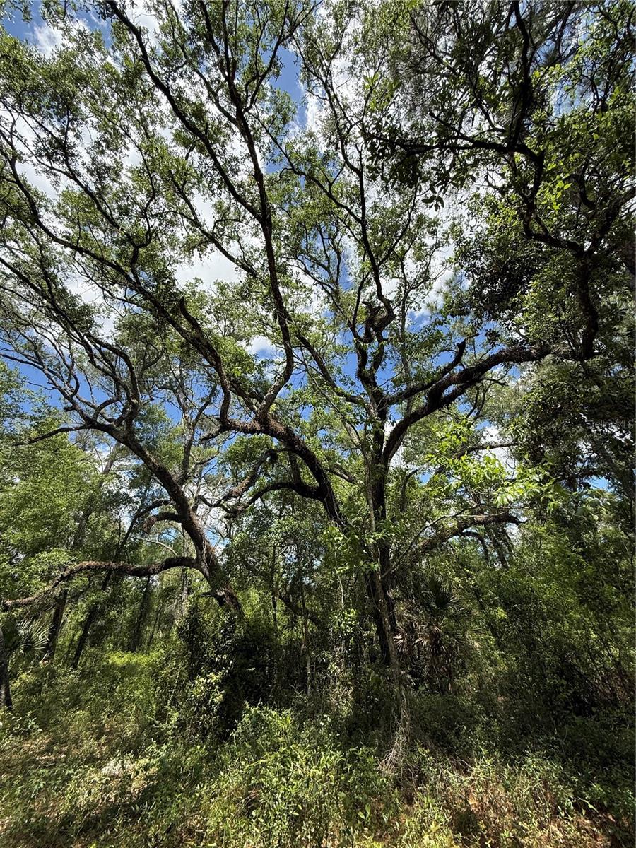 LEWIS LN, WEBSTER, FL, 33597