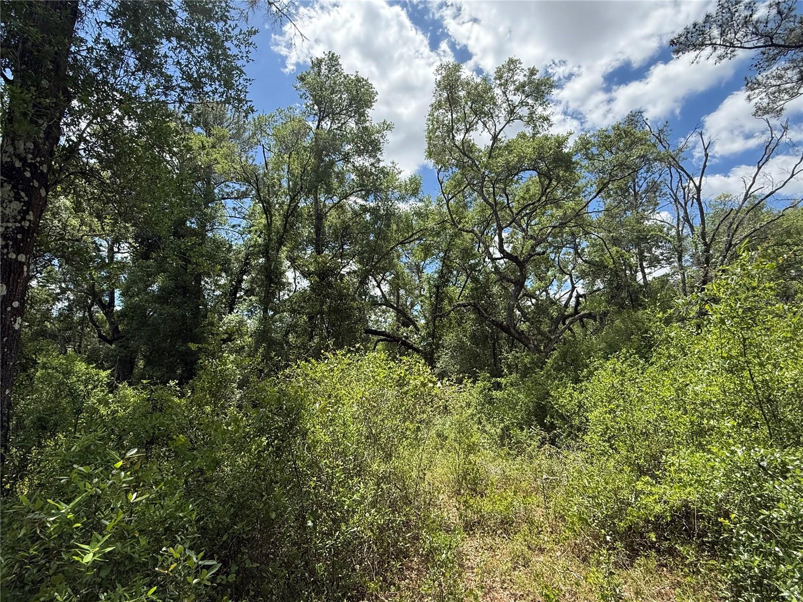LEWIS LN, WEBSTER, FL, 33597