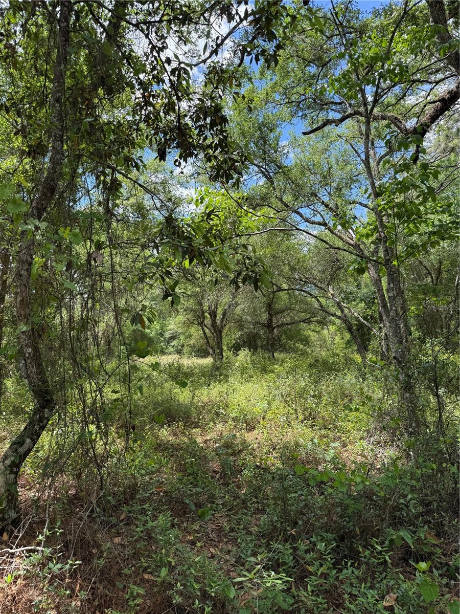 LEWIS LN, WEBSTER, FL, 33597