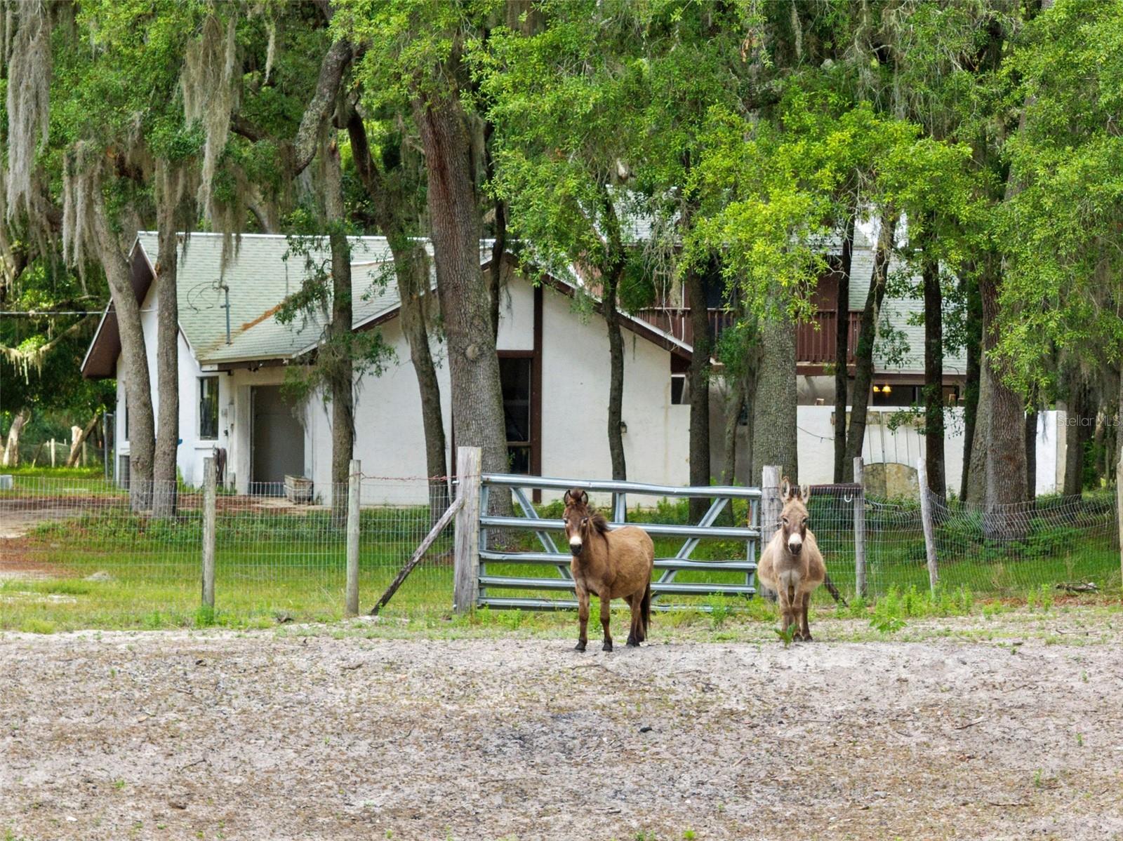 1142 BUCKLES RD, PIERSON, FL, 32180