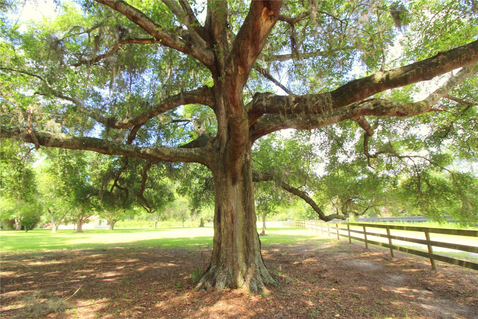 8440 SW 73RD AVE, OCALA, FL, 34476