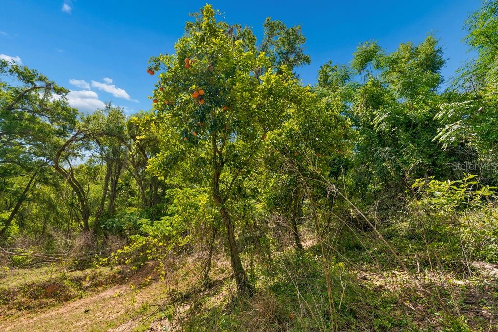 31501 REED RD, DADE CITY, FL, 33523