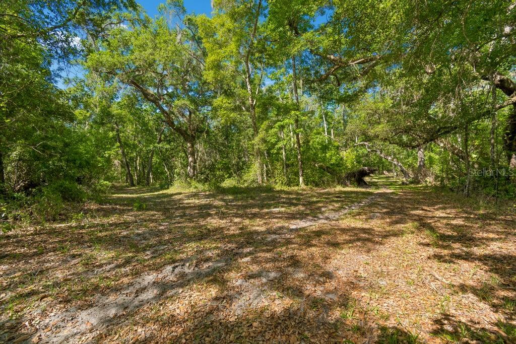 31501 REED RD, DADE CITY, FL, 33523