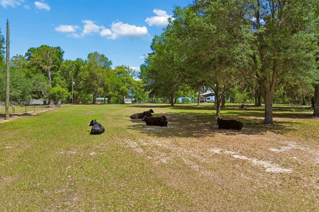 31501 REED RD, DADE CITY, FL, 33523