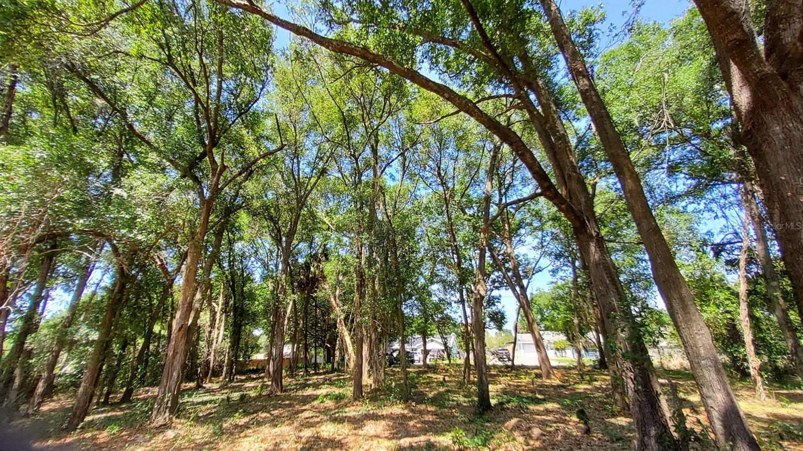25050 ALGONQUIN AVE, MOUNT PLYMOUTH, FL, 32776