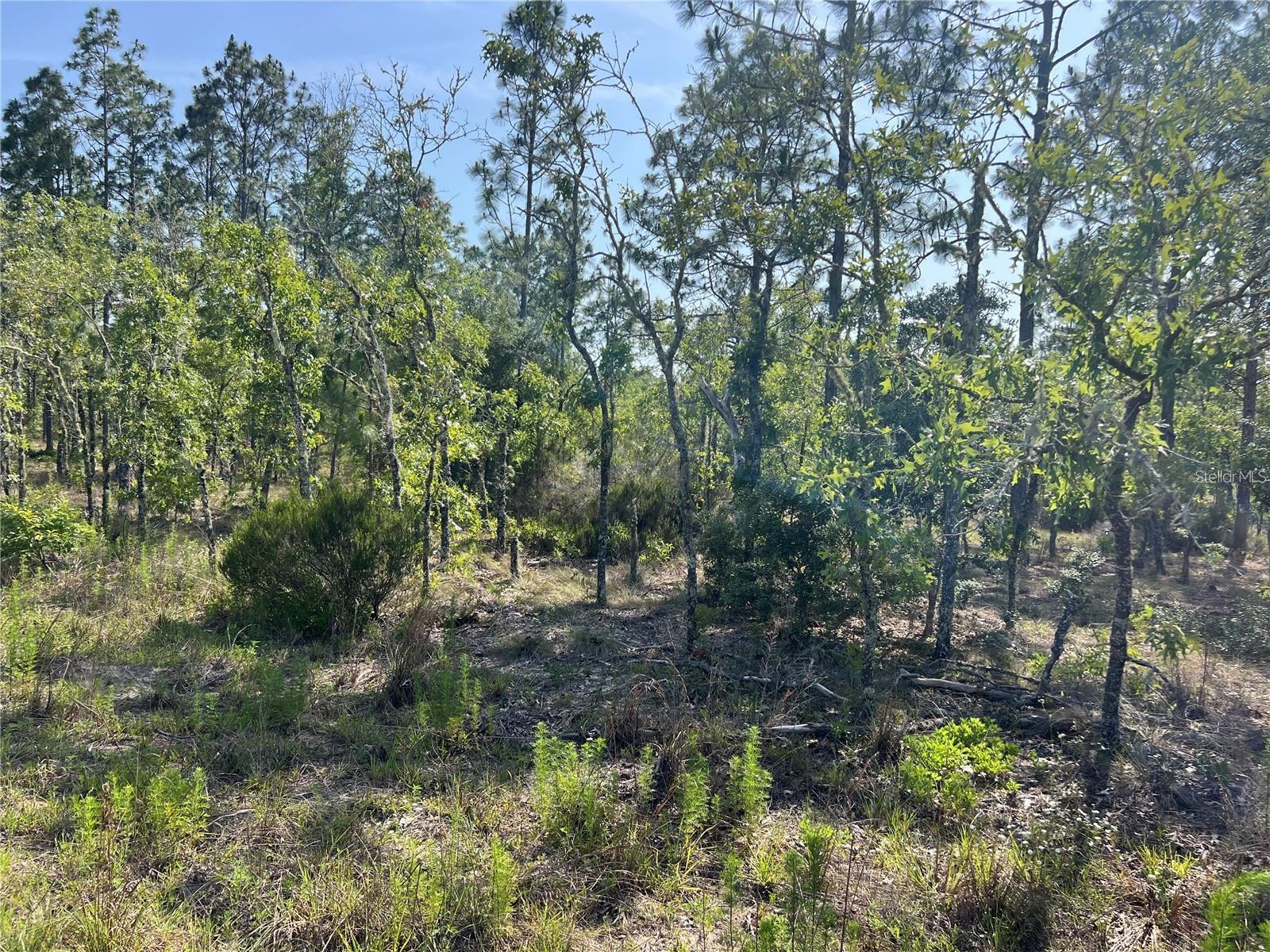 NE 151ST AVE, WILLISTON, FL, 32696