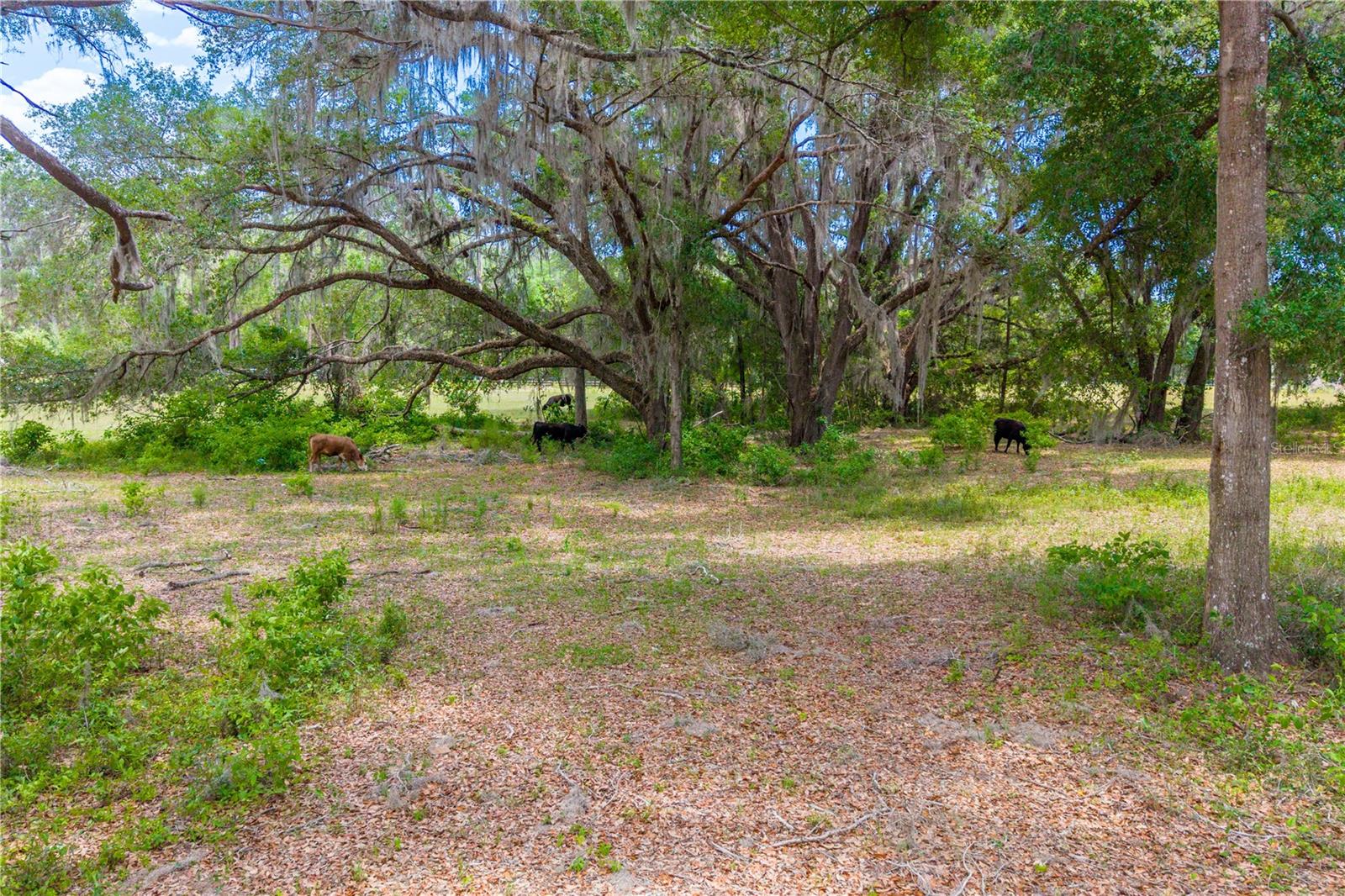 TBD SW 170TH ST, NEWBERRY, FL, 32669