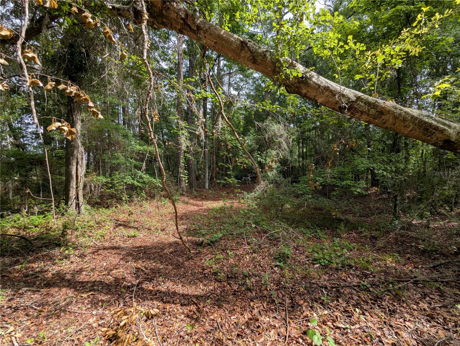 91ST ST, ALACHUA, FL, 32615