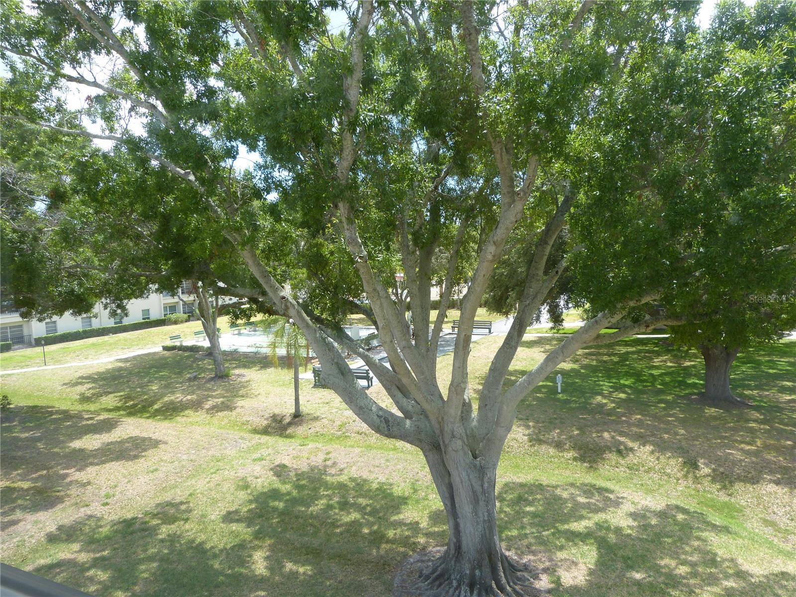 2700 BAYSHORE BLVD #4312, DUNEDIN, FL, 34698