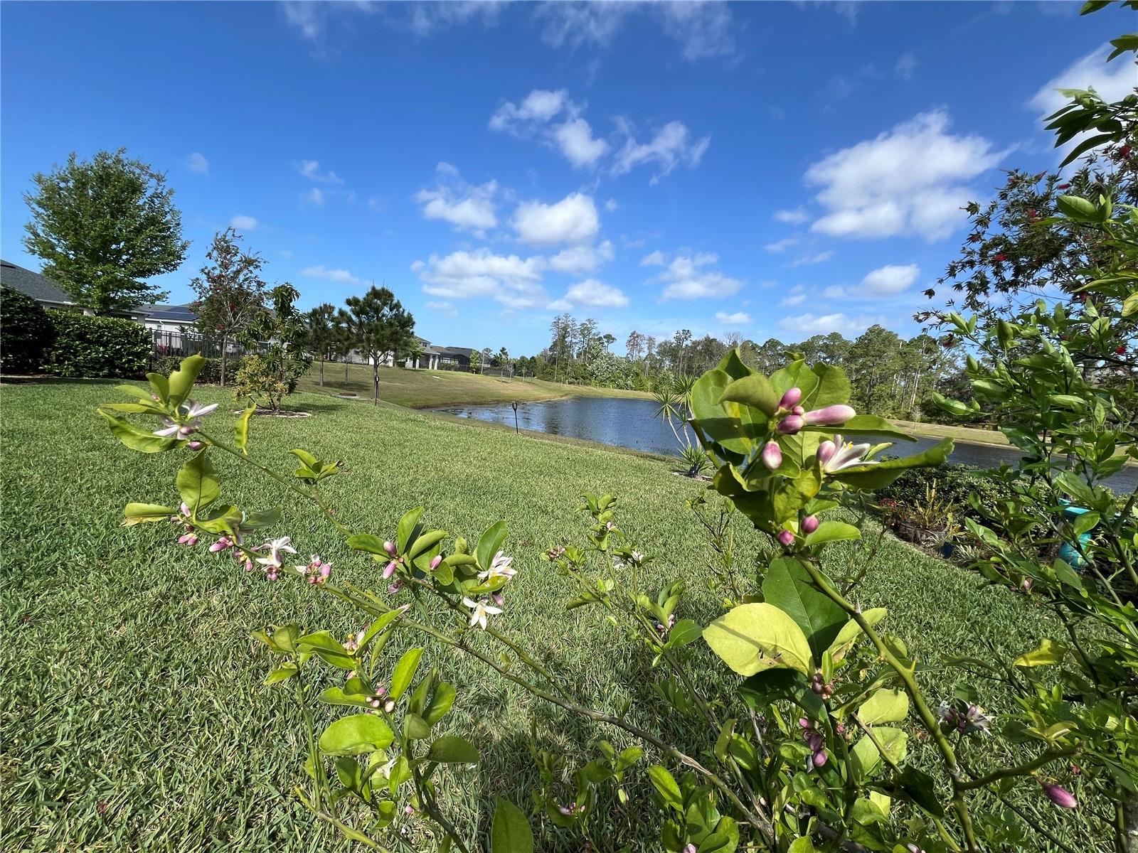 17988 PASSIONFLOWER CIR, CLERMONT, FL, 34714
