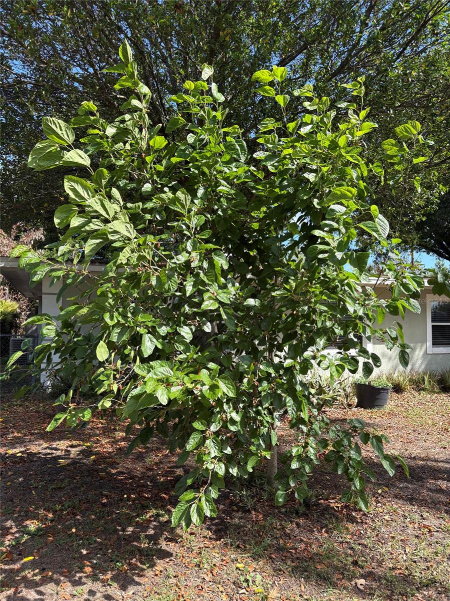 8618 GRANDVIEW DR, TAMPA, FL, 33617