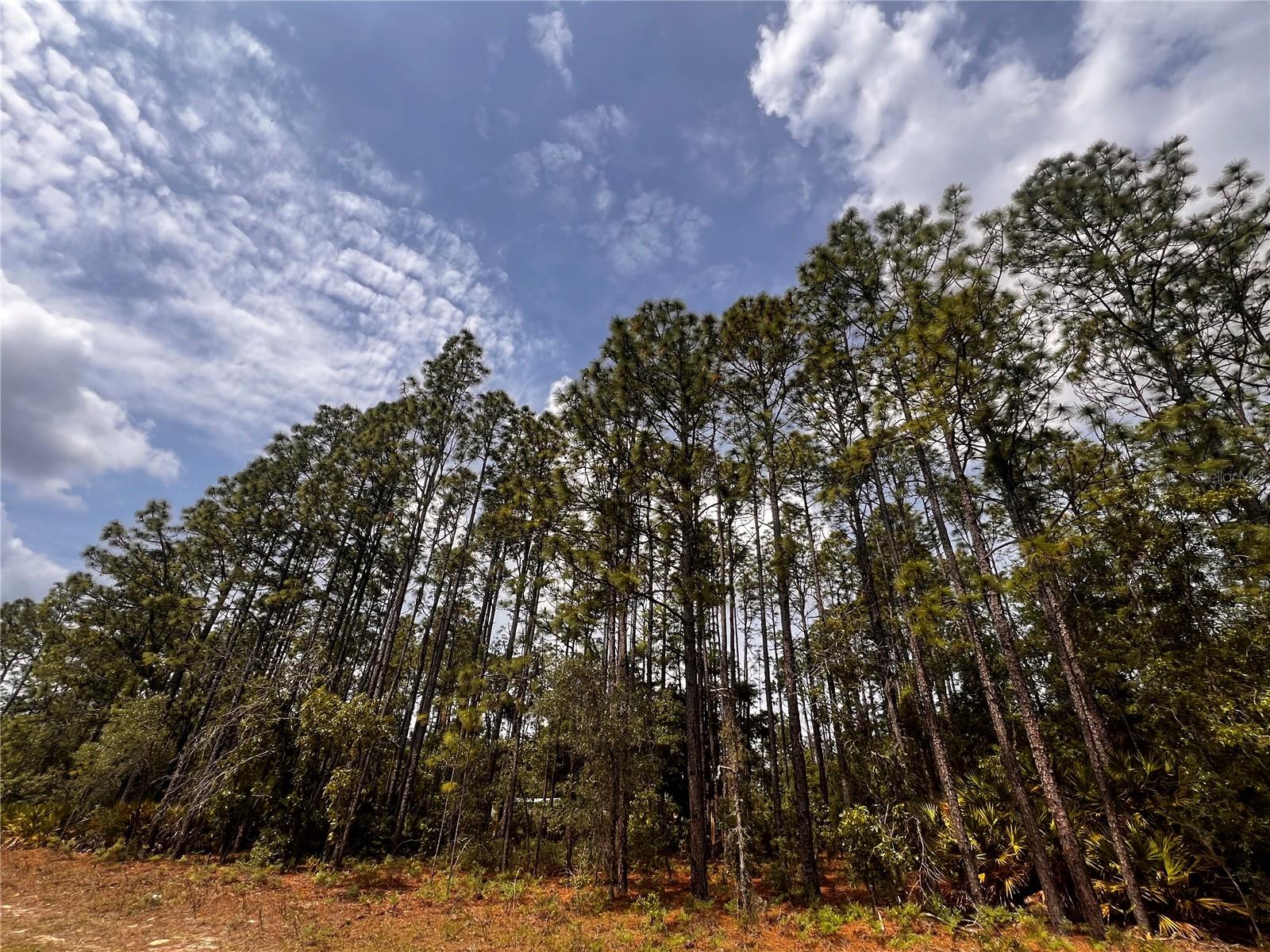 7095 N FOXDALE DR, CITRUS SPRINGS, FL, 34434