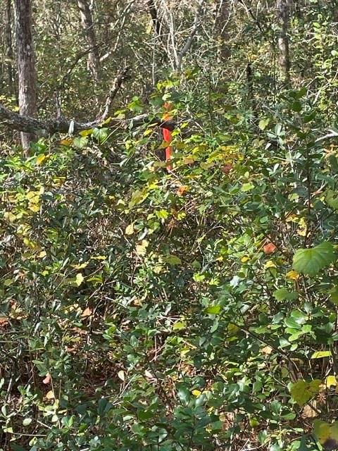 9345 SE 195TH AVE, OCKLAWAHA, FL, 32179