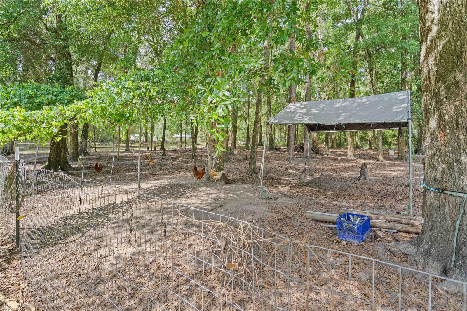 4050 NE 172ND CT, WILLISTON, FL, 32696