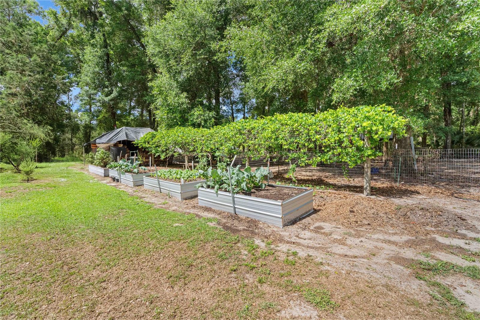 4050 NE 172ND CT, WILLISTON, FL, 32696