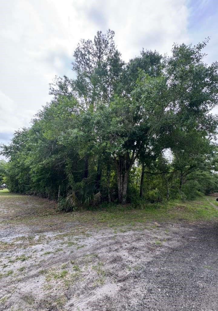 1249 SABLE PALM DR, CHRISTMAS, FL, 32709