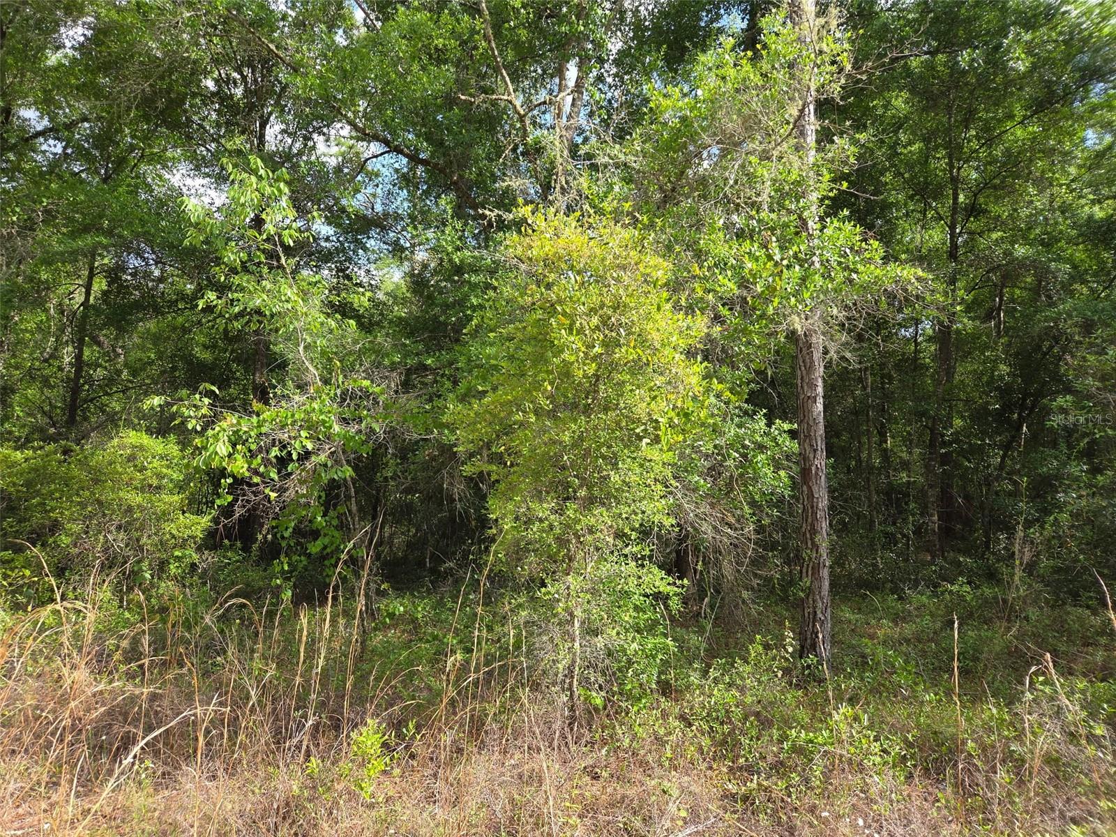 0000 NE 85TH ST, BRONSON, FL, 32621