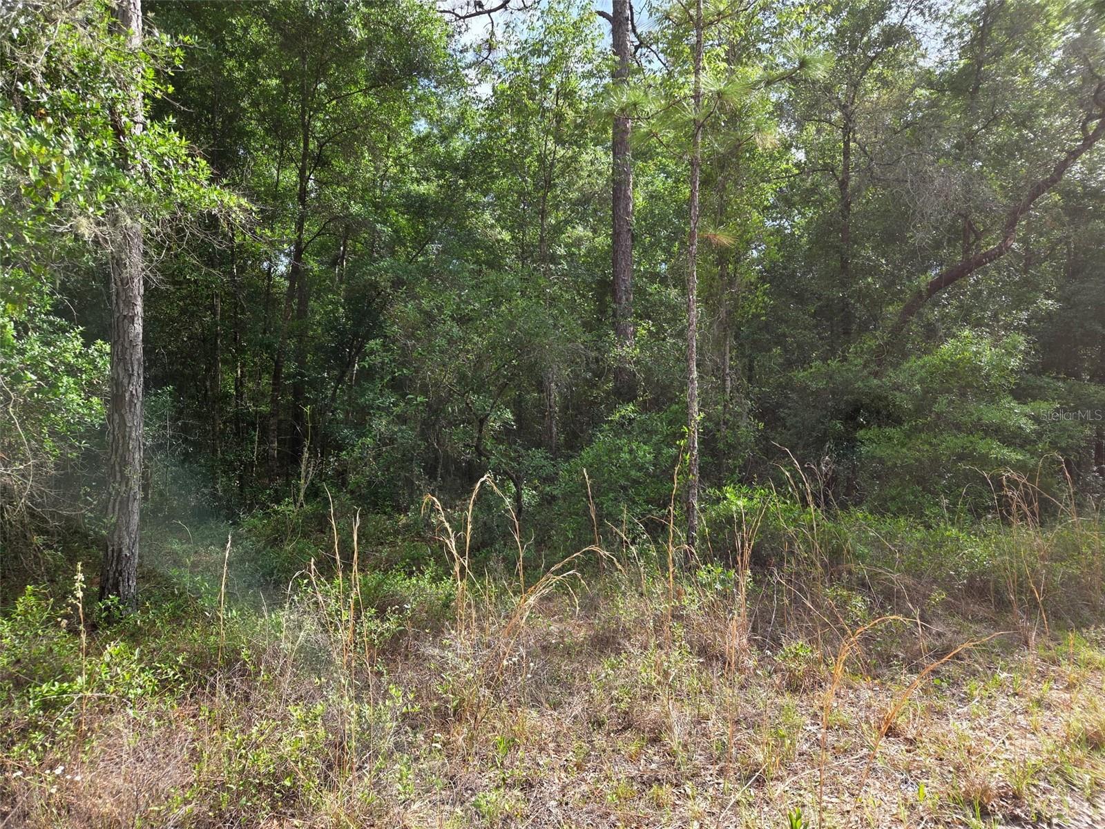 0000 NE 85TH ST, BRONSON, FL, 32621