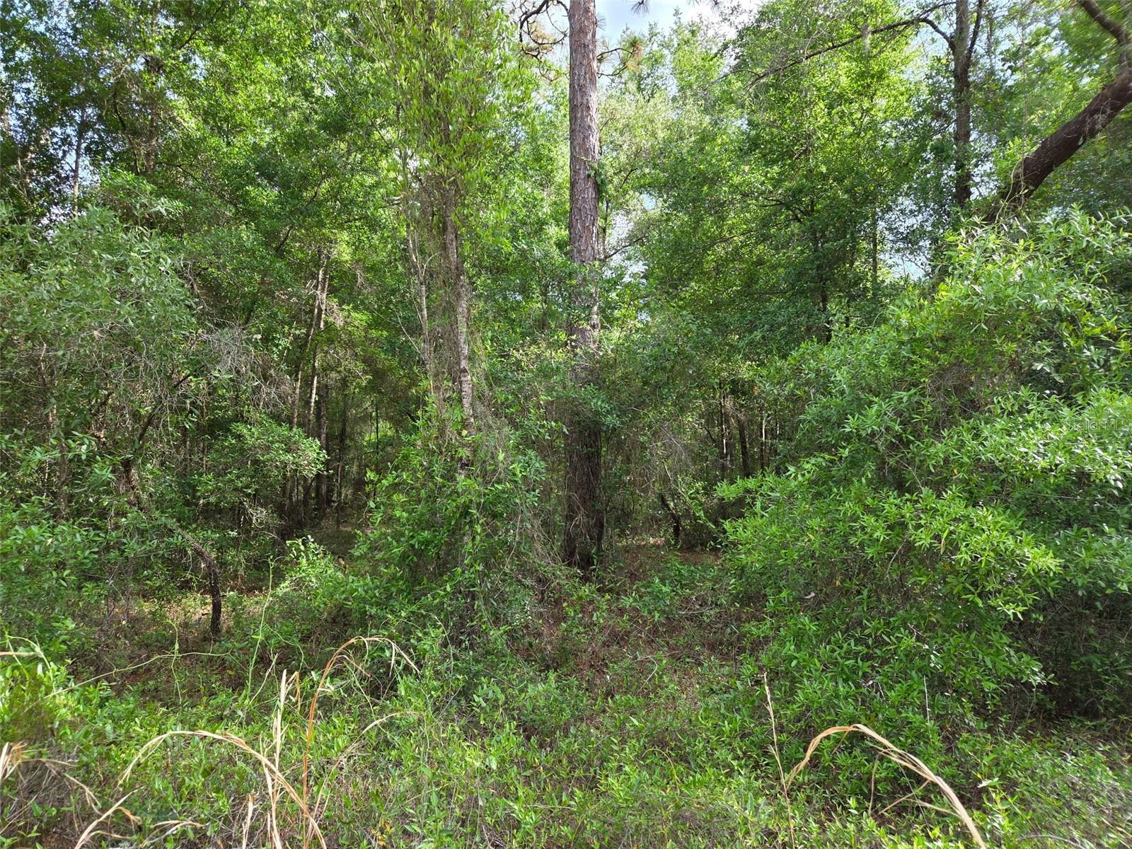 0000 NE 85TH ST, BRONSON, FL, 32621
