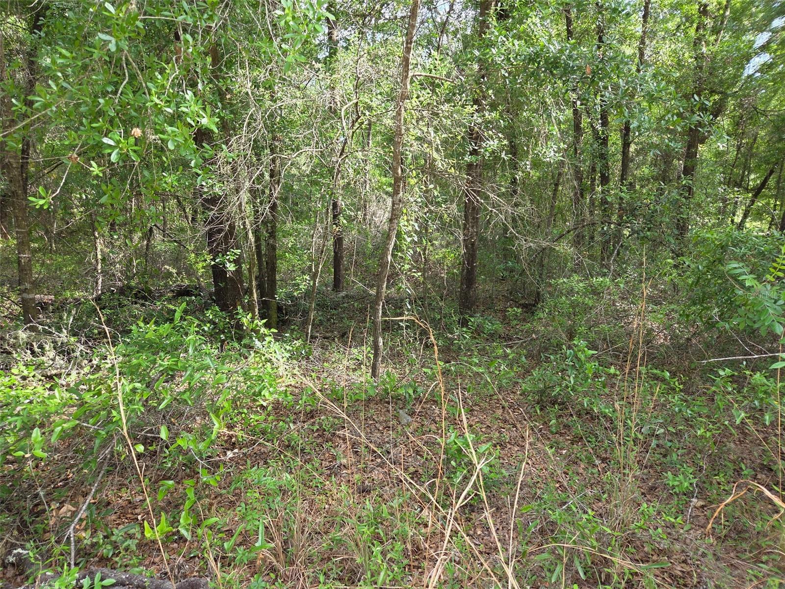 0000 NE 85TH ST, BRONSON, FL, 32621
