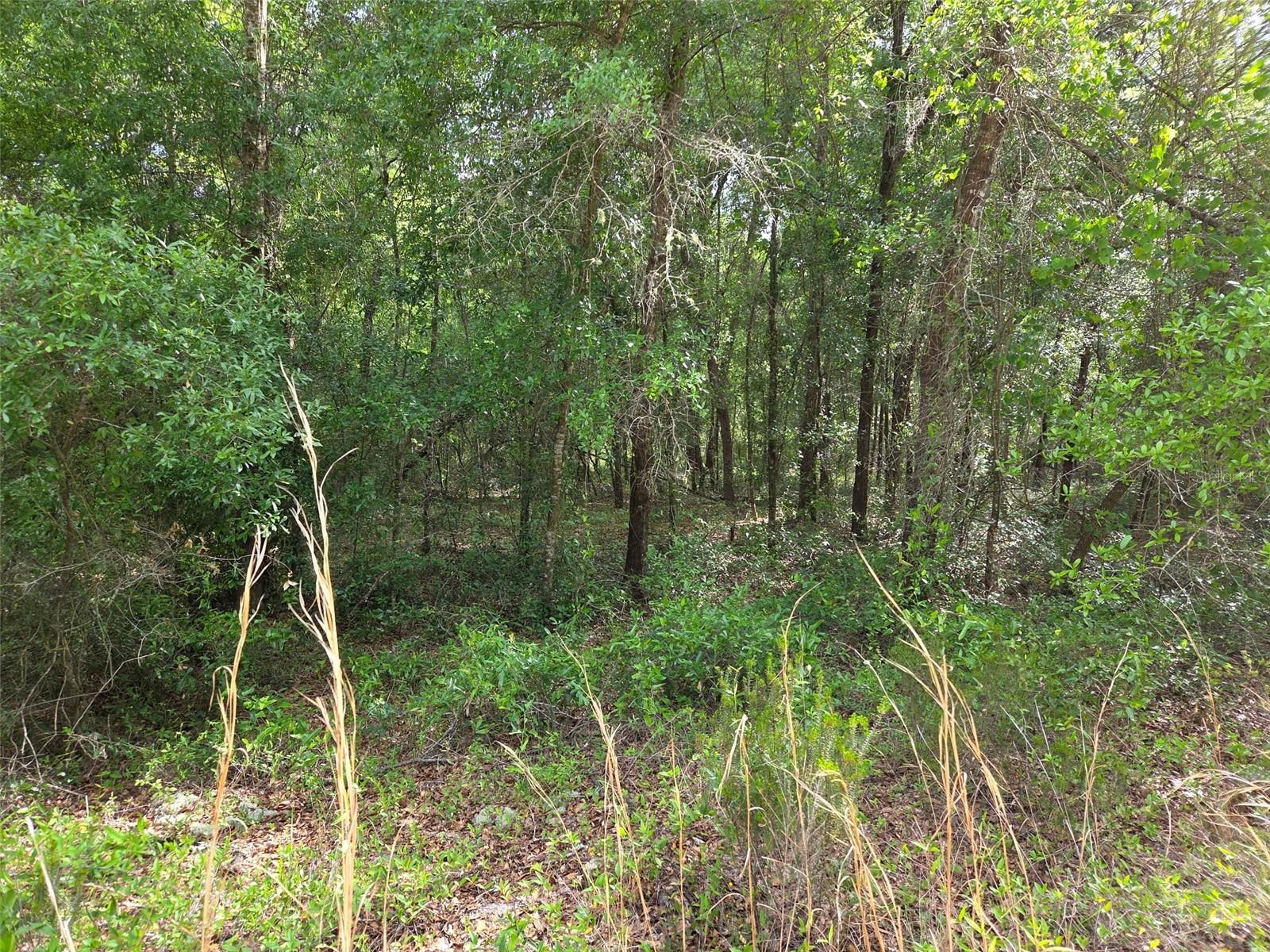 0000 NE 85TH ST, BRONSON, FL, 32621