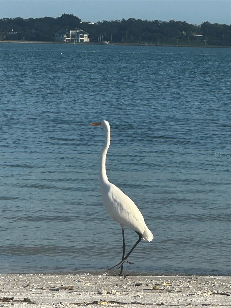 1250 GULF BLVD #405, CLEARWATER, FL, 33767