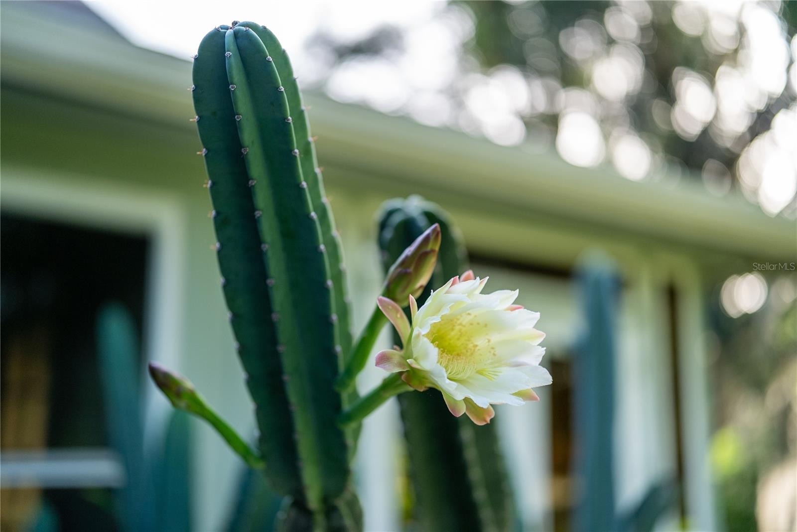 550 BOTTLEBRUSH CT, NEW SMYRNA BEACH, FL, 32168