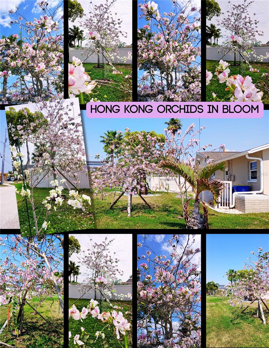 3619 CORSAIR CT, NEW PORT RICHEY, FL, 34652