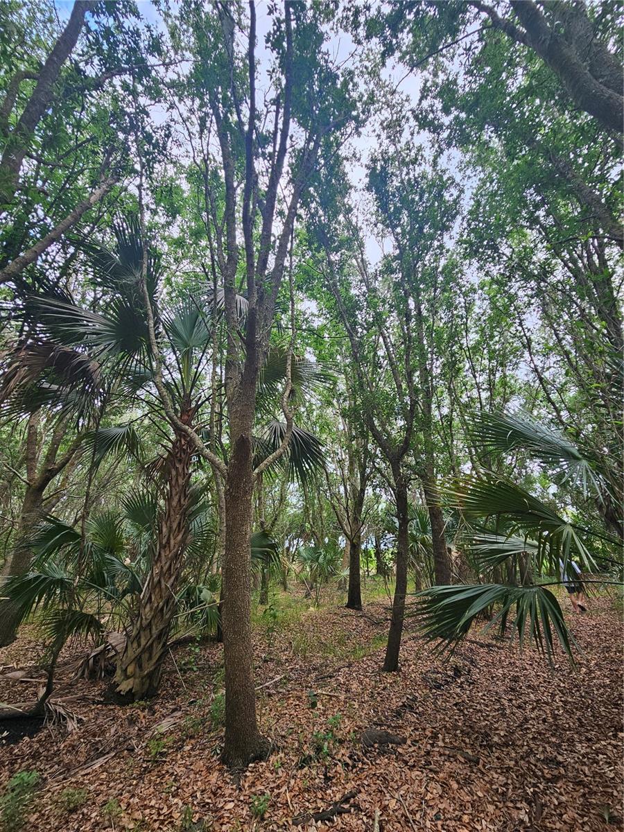 601 HOWARD AVE, OVIEDO, FL, 32765