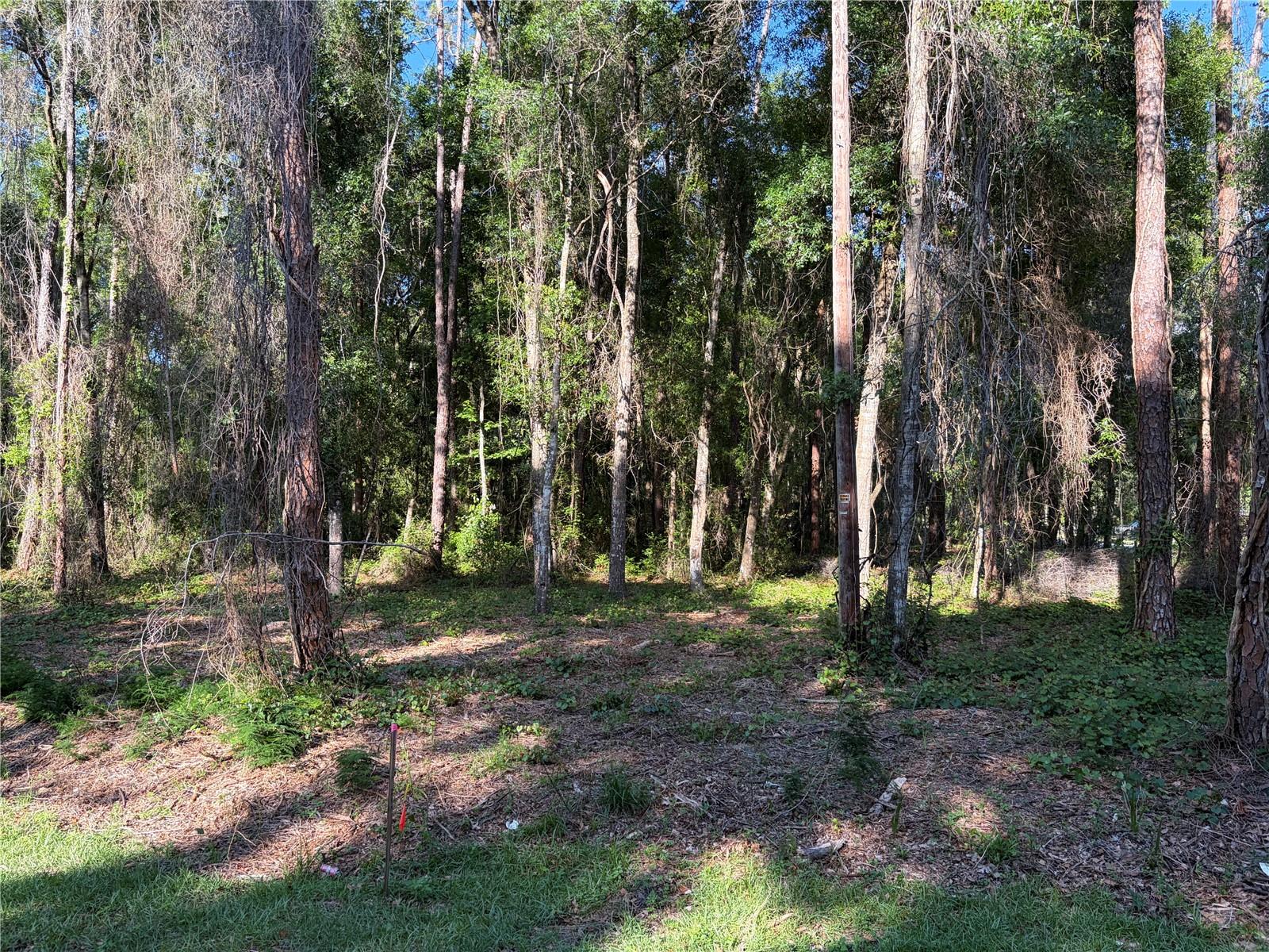 9192 CR 647CS, BUSHNELL, FL, 33513