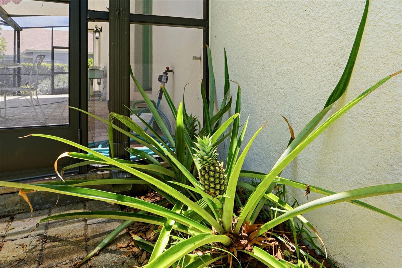 1709 GULF RD, TARPON SPRINGS, FL, 34689