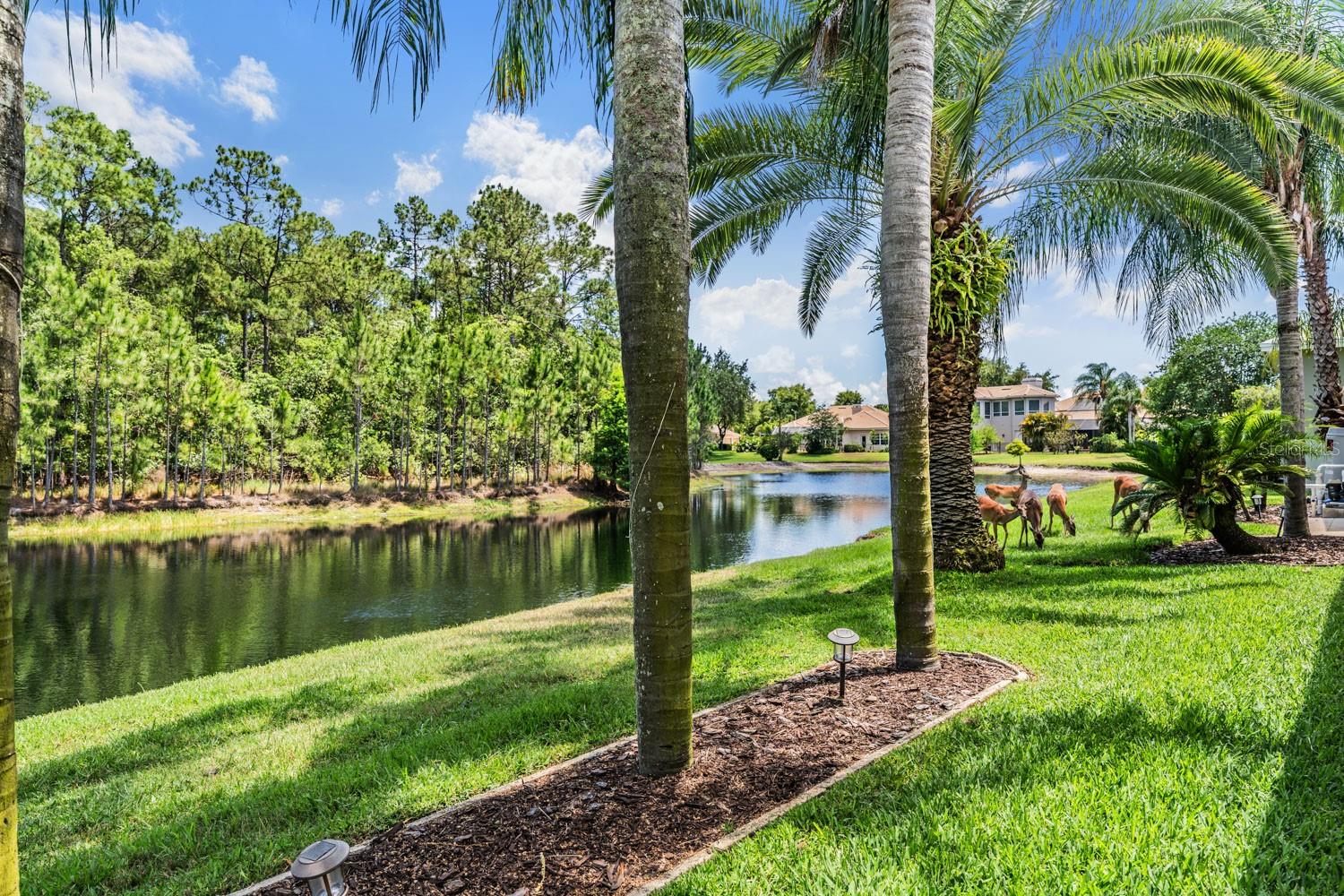 4561 ROANOAK WAY, PALM HARBOR, FL, 34685