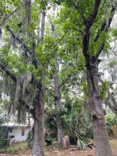6442 TREEHAVEN DR, SPRING HILL, FL, 34606