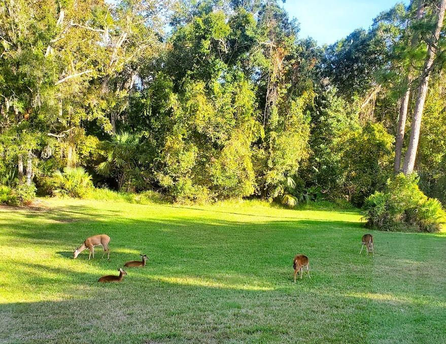 7517 JOMEL DR, WEEKI WACHEE, FL, 34607