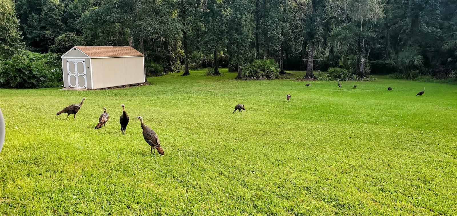7517 JOMEL DR, WEEKI WACHEE, FL, 34607