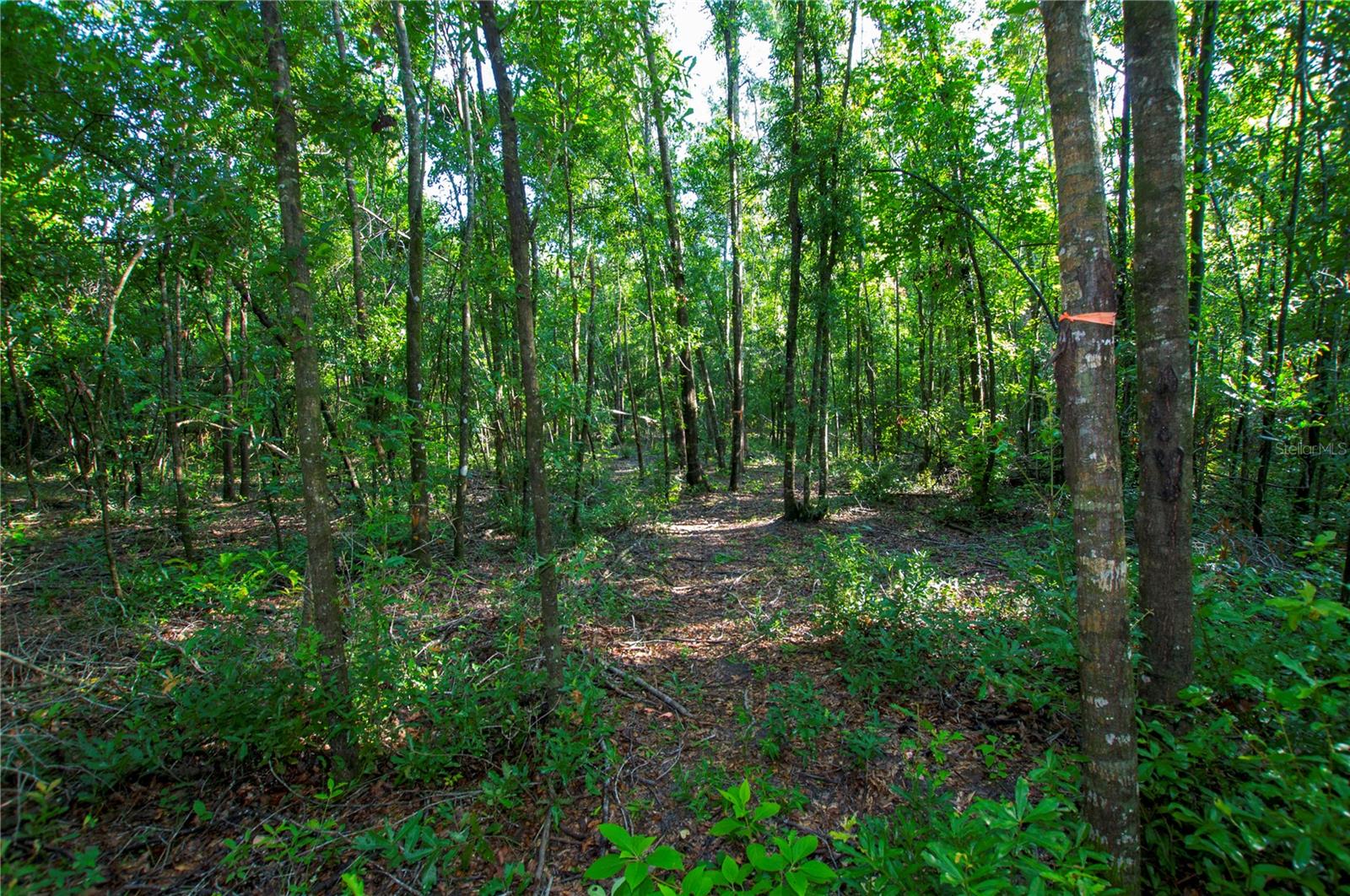 18233 185TH RD, LIVE OAK, FL, 32060