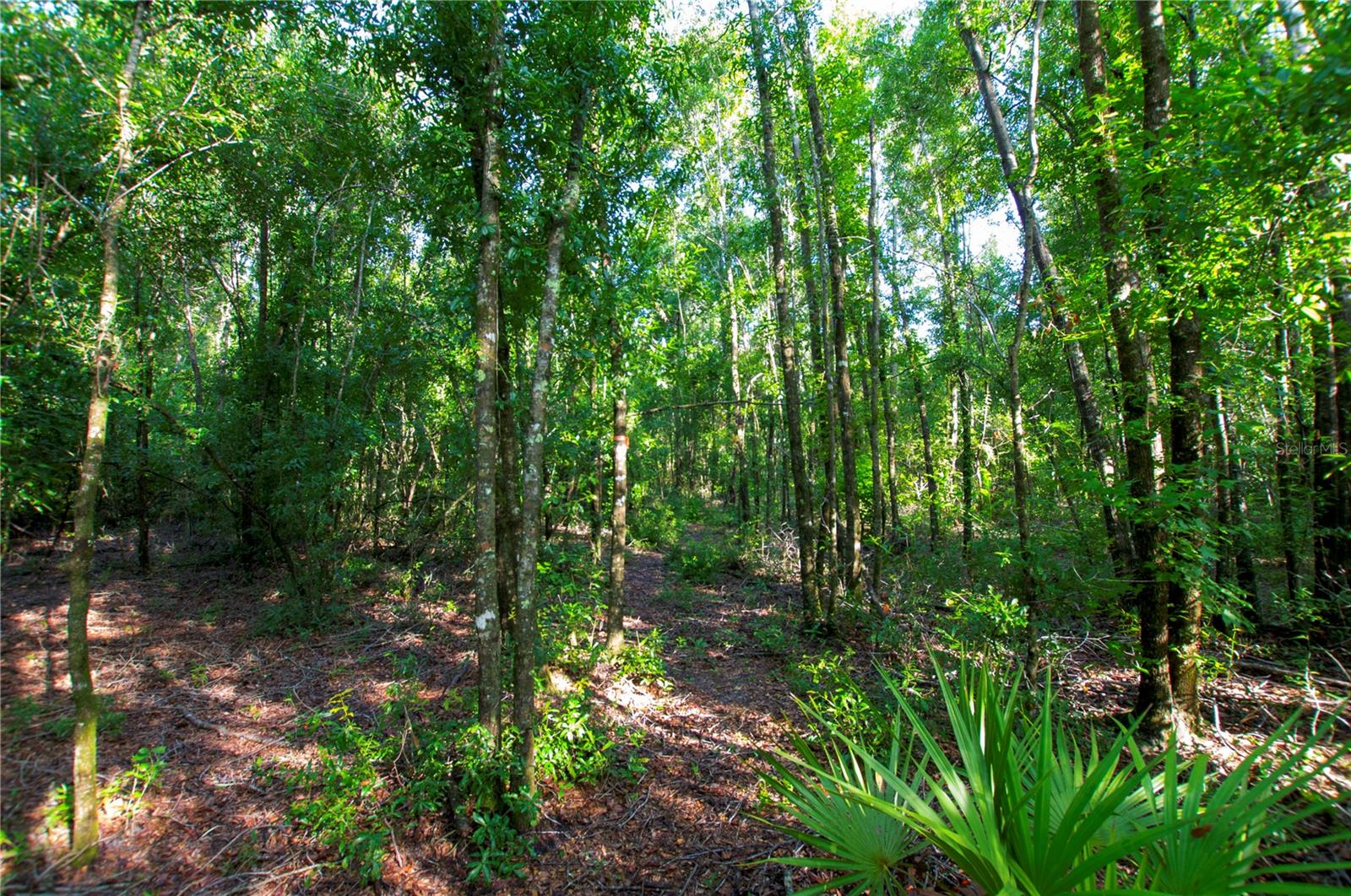 18233 185TH RD, LIVE OAK, FL, 32060