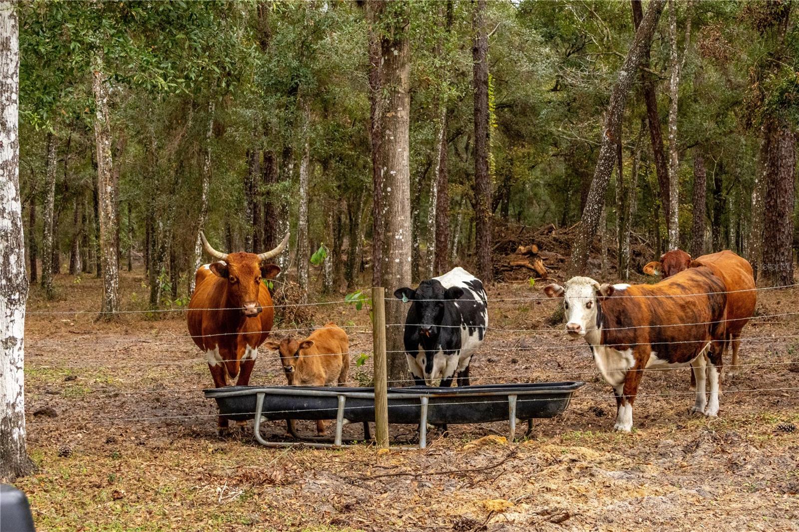 24091 RICHBARN RD, BROOKSVILLE, FL, 34601